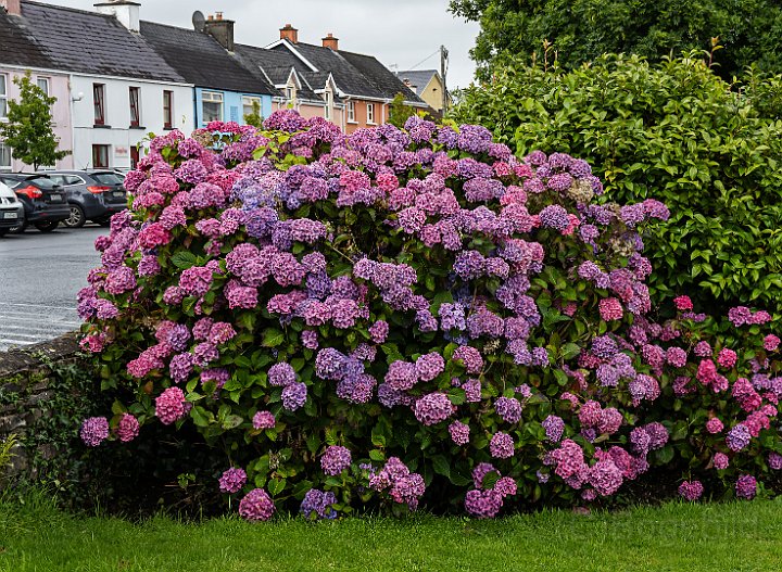 Irland-Ring of Kerry-9-Hortensia.jpg